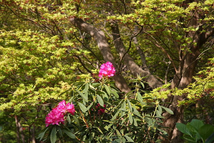 新緑の宇治 －三室戸寺（後編）－_b0169330_22201247.jpg