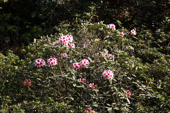 新緑の宇治 －三室戸寺（後編）－_b0169330_2220784.jpg