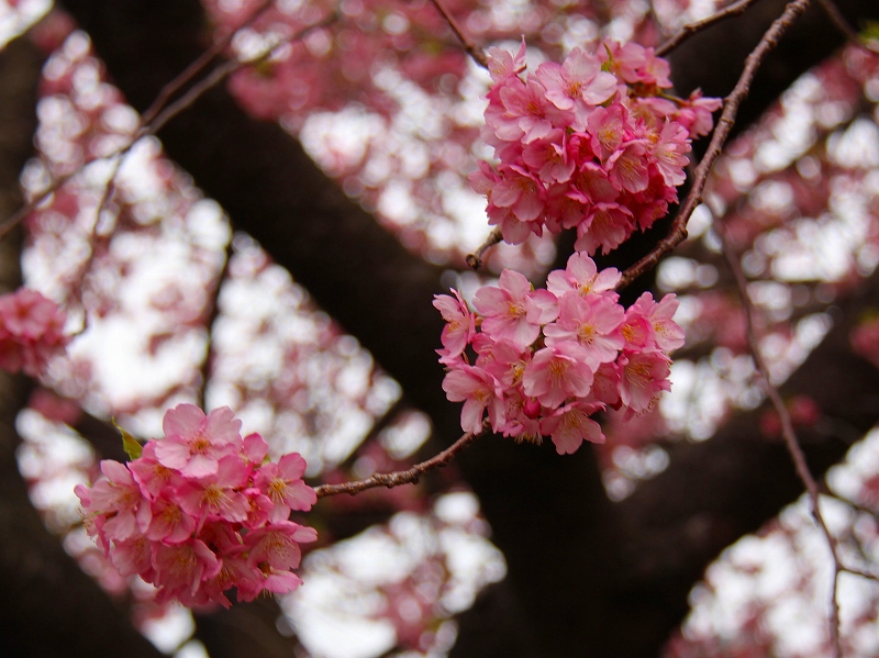 河津桜_f0229832_14431812.jpg