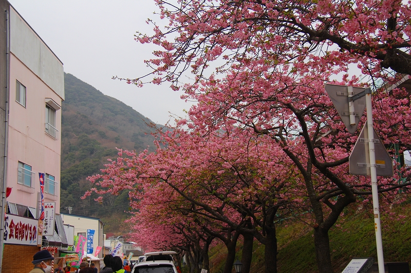 河津桜_f0229832_14445474.jpg