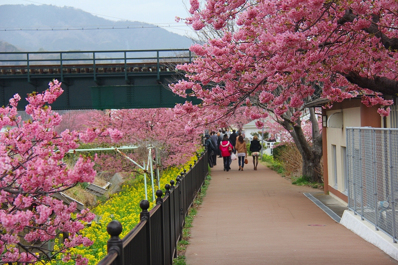 河津桜_f0229832_1501589.jpg