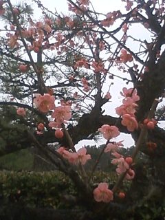 梅の花_b0181435_81485.jpg
