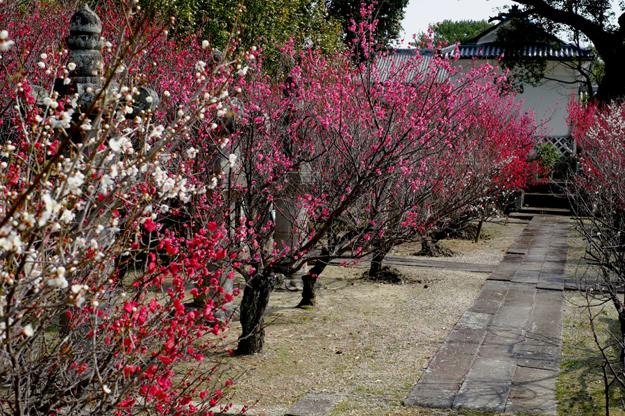 高伝寺の梅　1_c0014538_174829.jpg