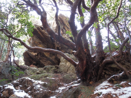 ２０１２．３．１１阿武隈山地南端の山歩き２御岩山～高鈴山_f0003138_13133791.jpg