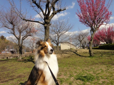 梅の花咲く公園_e0195743_1611824.jpg