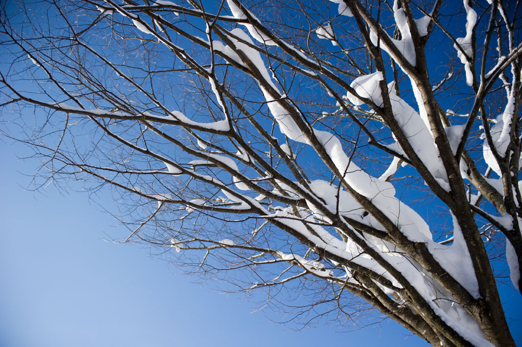 ◆雪の白川郷　１_b0023047_4401443.jpg