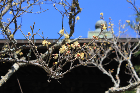 瑞泉寺の梅_c0126647_2124043.jpg