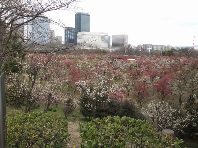 記念日に、大阪城公園に_f0068649_9191115.jpg