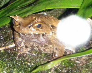コノハガエル_a0132757_1114586.jpg