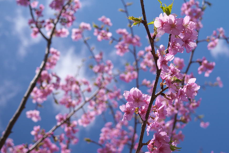 河津桜を満喫しよう_f0072758_2021121.jpg