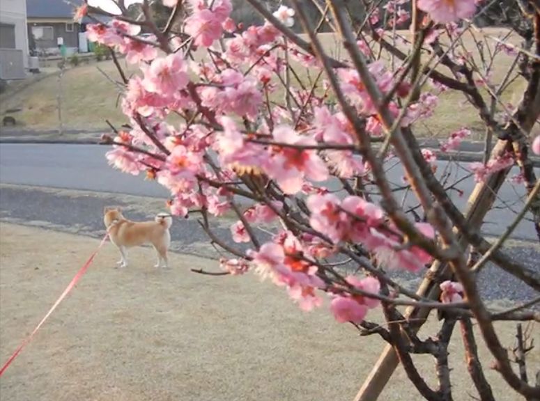 2012年3月14日(水)水彩画完成とチーズケーキ!_f0060461_103549.jpg