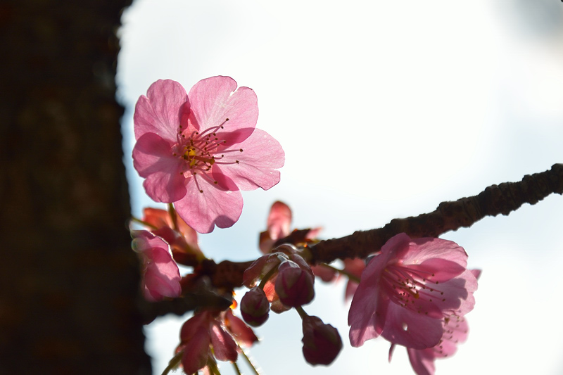 浅草の河津桜_f0079061_20332950.jpg