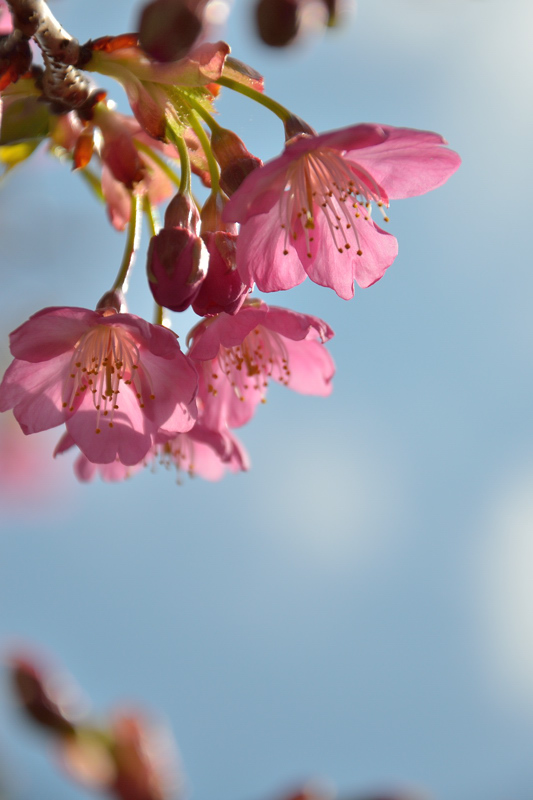 浅草の河津桜_f0079061_2033548.jpg