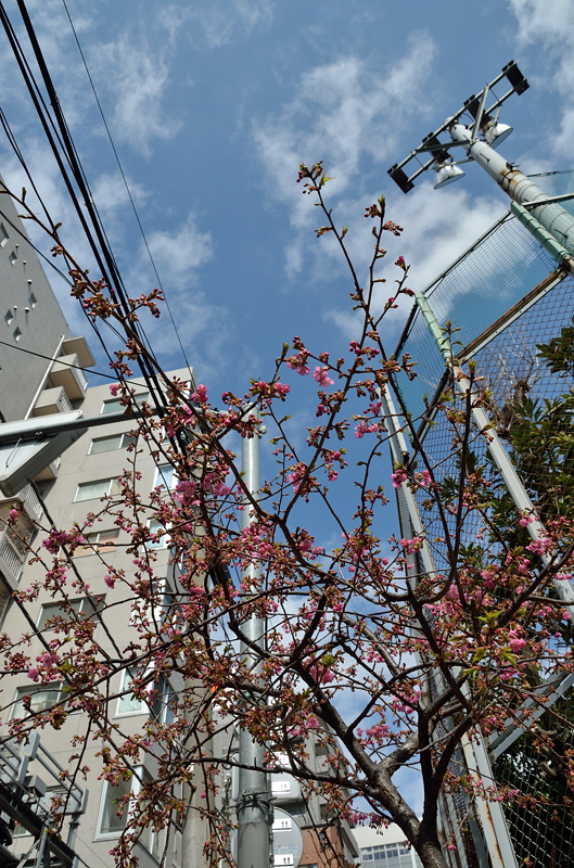 浅草の河津桜_f0079061_20341575.jpg
