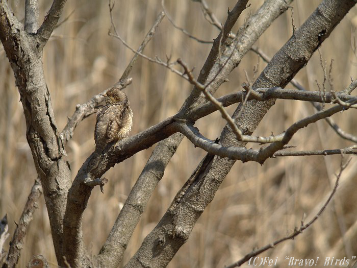 アリスイ　　Wryneck/ Jynx torquilla_b0069564_20311095.jpg