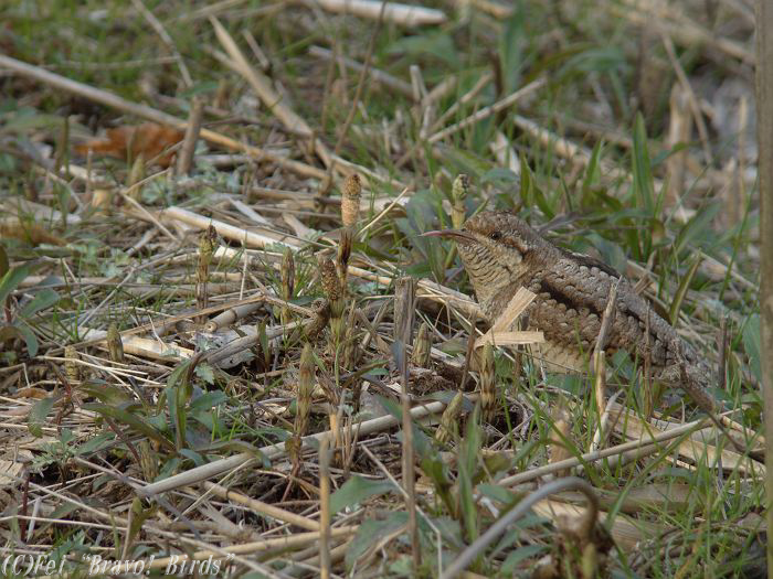 アリスイ　　Wryneck/ Jynx torquilla_b0069564_20321216.jpg