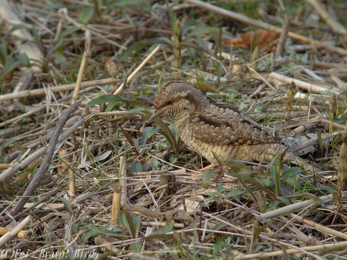 アリスイ　　Wryneck/ Jynx torquilla_b0069564_20323060.jpg