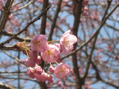 初御代桜 高津桜 日々是好日