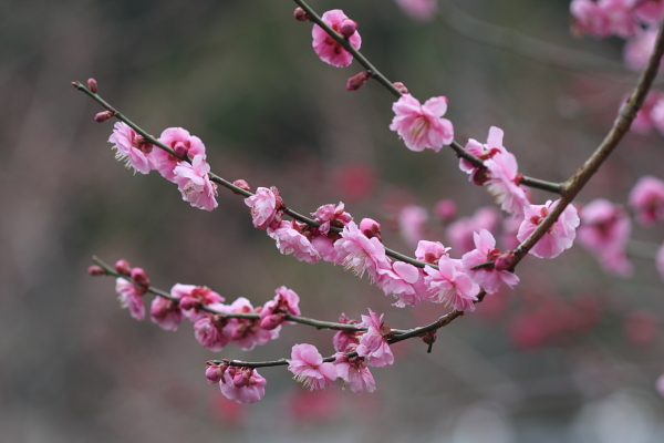 幕山公園　湯河原_b0188569_18331882.jpg