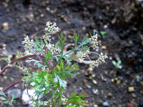 e0159569_1645089.jpg