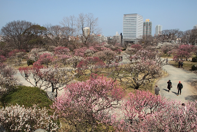 舞鶴公園の梅_f0058277_17544222.jpg