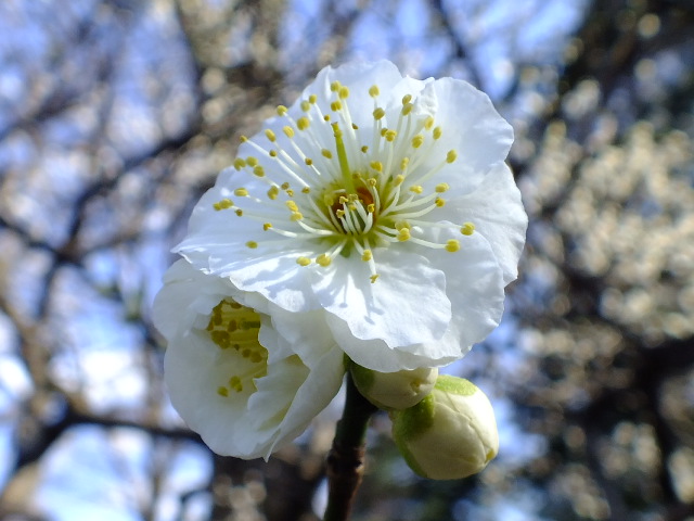 ３月１３日神代植物公園_e0145782_19483271.jpg