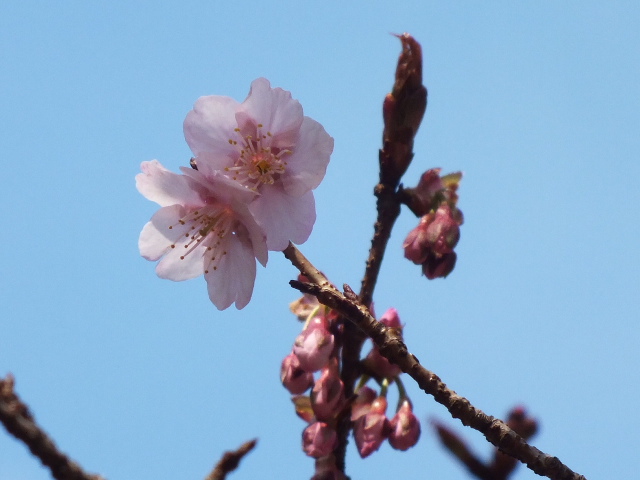 ３月１３日神代植物公園_e0145782_19523670.jpg