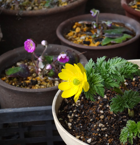 チドリ類の植え替えと雪割草、水仙の芽など♪_a0136293_15153972.jpg