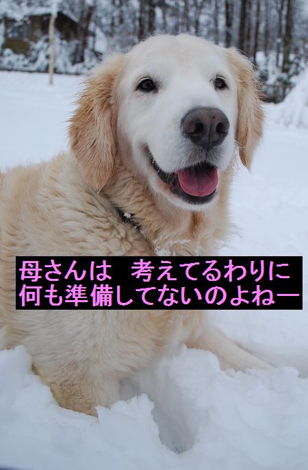 震災時犬レスキューを見てて_f0109202_22591843.jpg