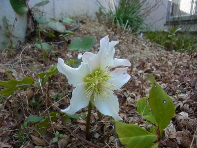 c0056707_1610887.jpg