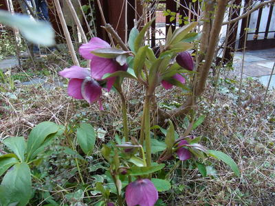 c0056707_1692847.jpg