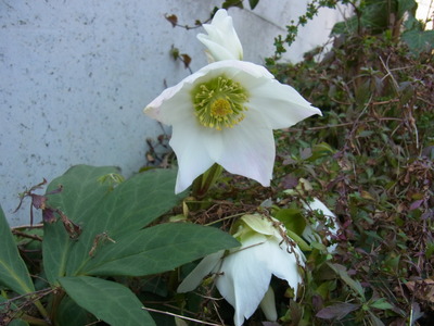 c0056707_1695389.jpg
