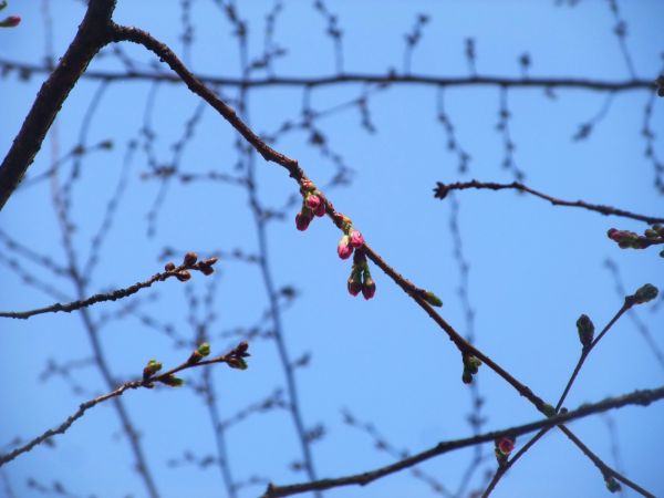桜の色 ドイツでお茶です 桜の色 ドイツでお茶です