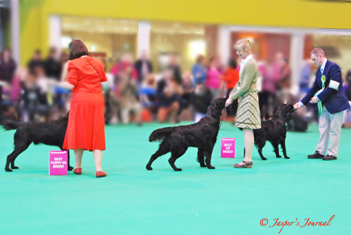 FCR at Crufts☆_e0158619_8125534.jpg