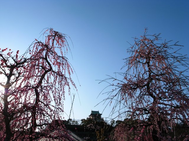しだれ梅と大阪城_f0209122_16441442.jpg