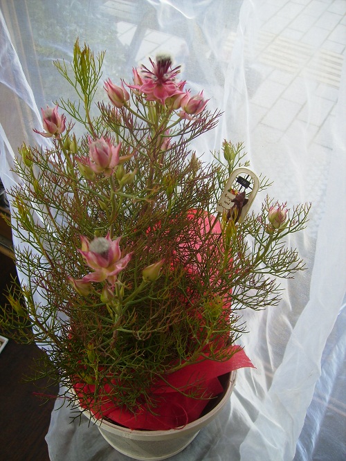 c0103830_1615070.jpg