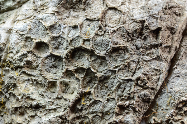 鬼丸のサンゴ アクチノシアタス : サンゴの森 鬼丸のサンゴ アクチノシアタス : サンゴの森