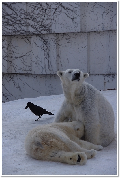 円山動物園　ホッキョクグマ　\'12.02.14-03_f0218836_15494572.jpg