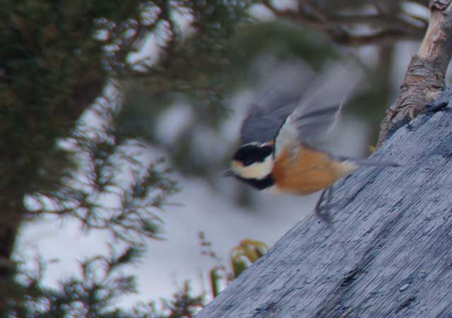 野鳥・・ウソ_f0154940_8415854.jpg