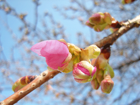 3月15日 ま〜だ〜・・・_a0001354_19443258.gif