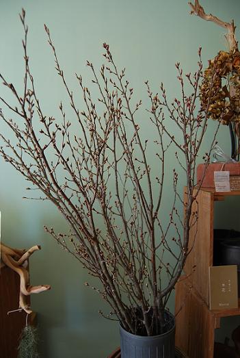 桜とバラ ~木花 箕面~_a0201358_1194728.jpg