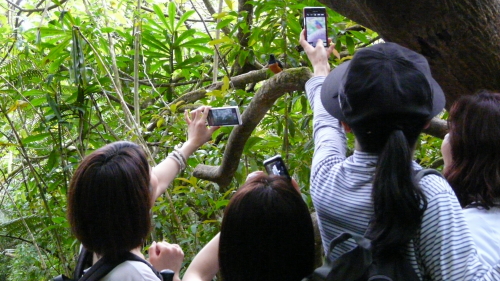 MANOA FALLS TRAIL_a0132260_14554079.jpg