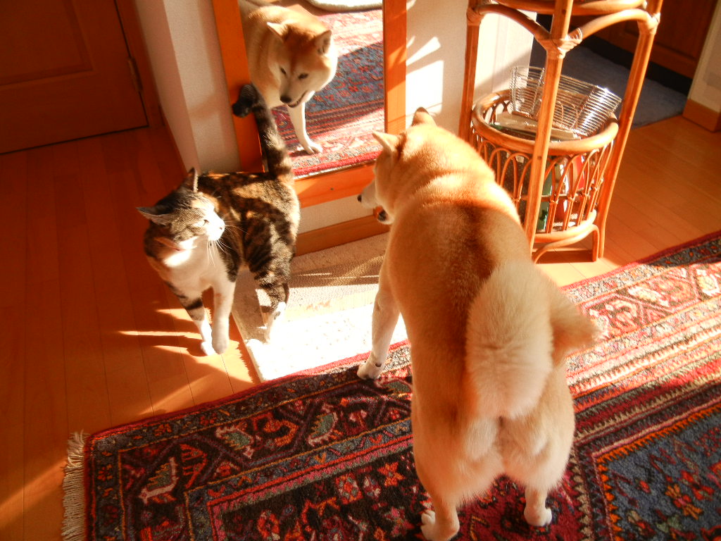 2012年3月15日 木 六本木のマリオさん店で女子会 柴犬の愛ちゃんと猫の心ちゃんの勝浦日記 2012年3月15日 木 六本木のマリオさん店で女子会 柴犬の愛ちゃんと猫の心ちゃんの勝浦日記