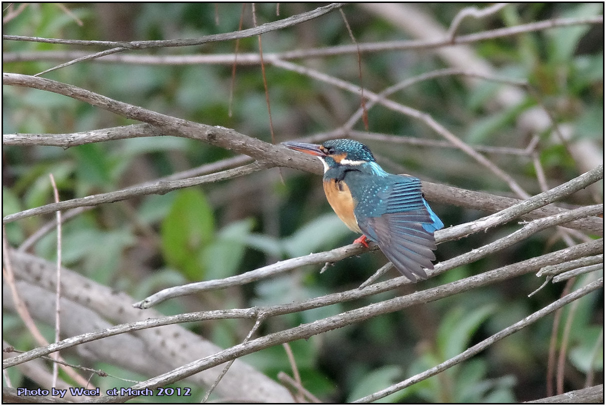 公園のカワセミ　－２３_c0198669_21413440.jpg