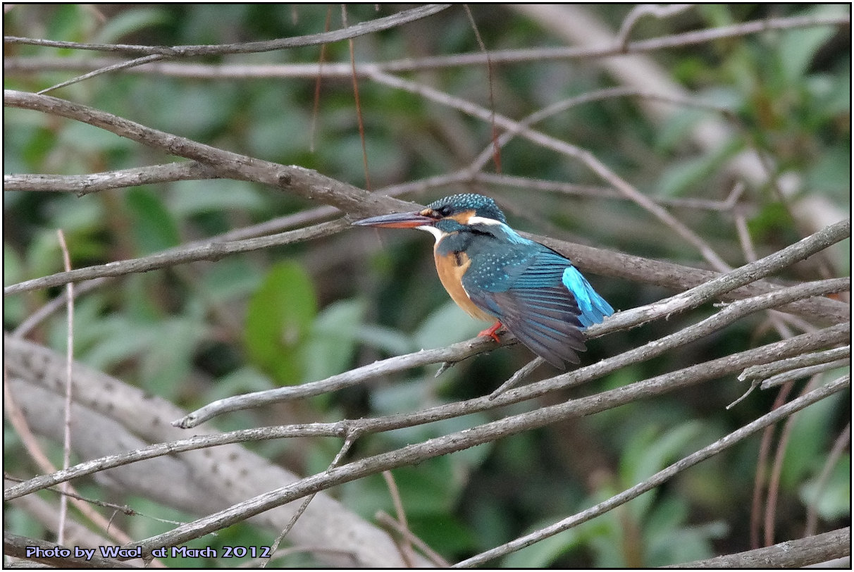 公園のカワセミ　－２３_c0198669_21421061.jpg