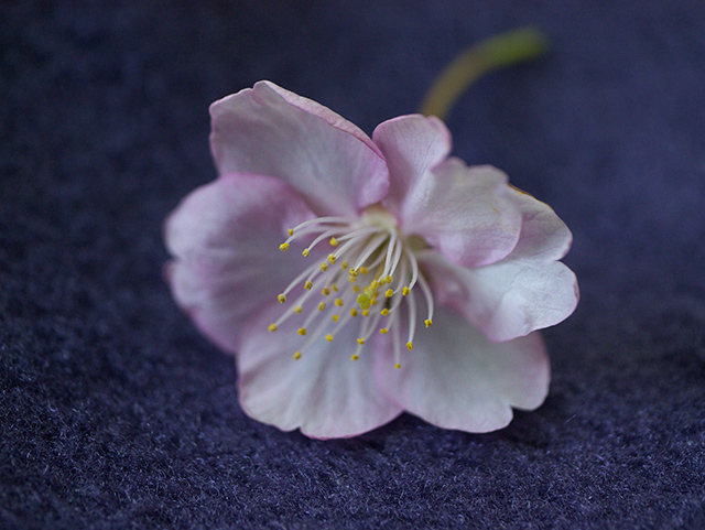 6枚の桜の花びら 放射線の影響 みやびの雅美生活 6枚の桜の花びら 放射線の影響 みやびの雅美生活