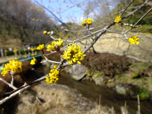 小さな花のサンシュユ_e0145782_20314061.jpg