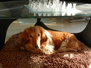2012年3月15日 きな粉、みたらし、黒ゴマ_b0098584_20554575.jpg