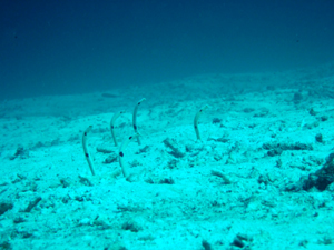 ラチャノイ島+ラチャヤイ島 体験3ダイブです!_f0144385_23431272.jpg