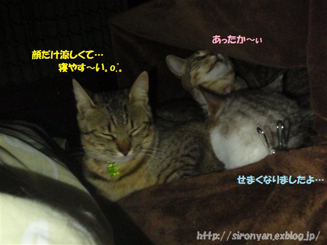 夜の寝床_a0159490_155545.jpg